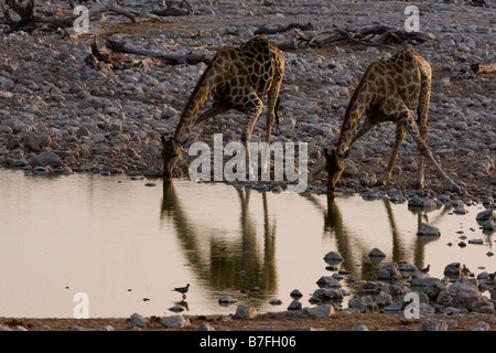 Due giraffe bere a waterhole in tarda serata luce Foto Stock