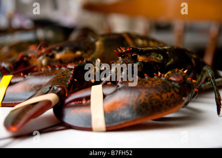 Live Maine Lobster Foto Stock