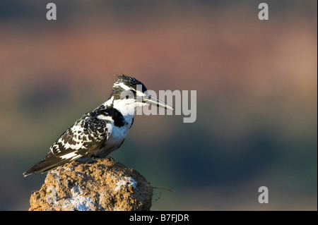 Pied Kingfisher, Ceryle rudis, appollaiato su un tumulo di fango nella campagna indiana Foto Stock