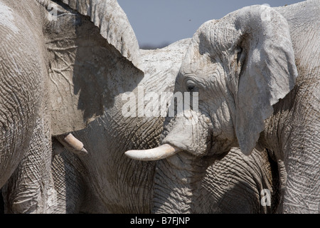 Elefanti a nomians waterhole Foto Stock