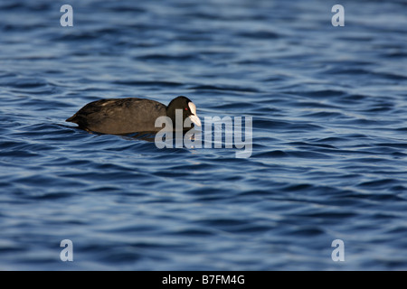 Eurasian o comuni o folaga fulica atra su acqua blu Foto Stock