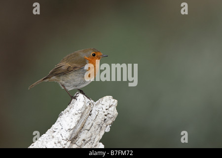 Robin Erithacus rubecula sul registro il pupazzo di neve Foto Stock