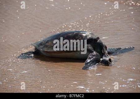 Un Dead sea turtle lavato fino sulla spiaggia Piacabucu è un nome indiano per l'ultima città sul fiume Foto Stock