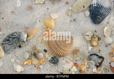 scattered colorful seashells on the white sandy beaches of pensacola florida gulf of mexico Foto Stock
