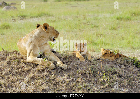 Leonessa africana cercando sul suo cubs Foto Stock