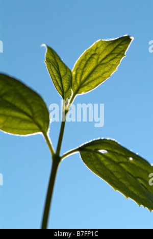 Filadelfo foglie contro il cielo blu Foto Stock