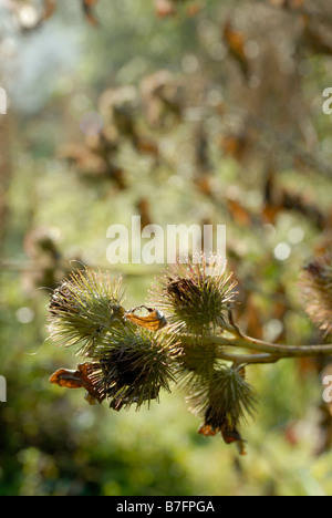 Maggiori teste di semina di burdock Arctium lappa, Galles, Regno Unito. Foto Stock