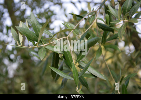 Albero di olivo, Olea europaea, Oleaceae | Piante ornamentali, Mediterranea Foto Stock