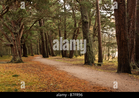 Glenmore Forest Park, Scozia. Area di foresta attorno a Loch Morlich Foto Stock