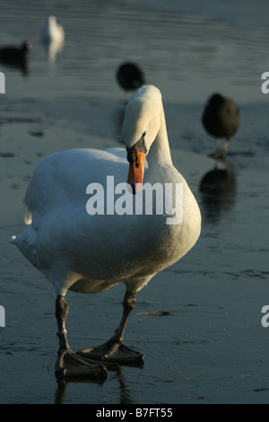 Cigno sul ghiaccio in Richmond Park. Piccoli uccelli in background Foto Stock