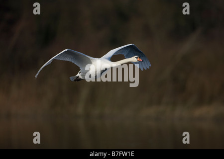 Cigno Cygnus olor cigni battenti Foto Stock