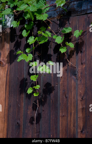 Legno stagionato con rampicanti pendenti Foto Stock