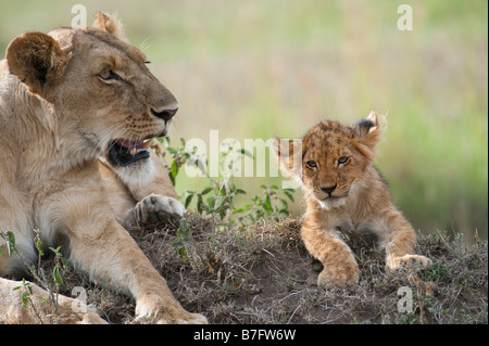 Lion cub con la sua madre Foto Stock