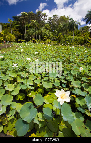 Maurizio Africa Nymphea Lotus Flower serbatoio nel Sir Seewoosagur Ramgoolam Royal Botanical Garden di Pamplemousses Mauritius Africa Foto Stock