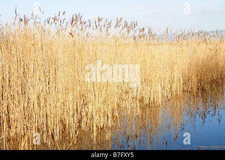 Canneti Kenfig Piscina Riserva Naturale Nazionale Mid Glamorgan Galles Foto Stock