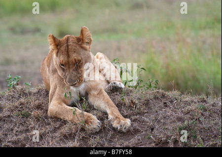 Leonessa in appoggio sulla parte superiore della collina termit Foto Stock