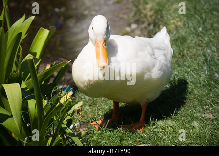 White crested chiamata anatra, Mona Vale Homestead, Fendalton Road, Fendalton, Christchurch, Canterbury, Nuova Zelanda Foto Stock