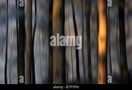 Luce della Sera sul tronco di albero Melmerby Inghilterra (intenzionale di movimento della telecamera) Foto Stock