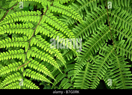 Due tipi di felci e una sanguisuga disteso (sull'accendino frond) cercando di raggiungere il fotografo, Jiri district, Nepal Foto Stock