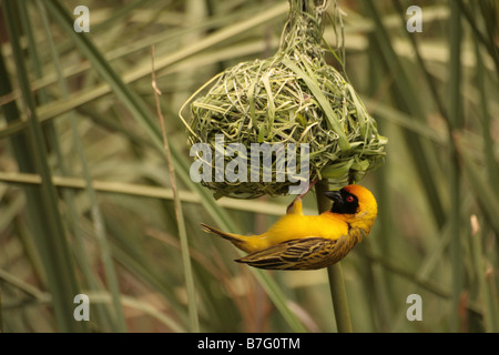 Tessitore di giallo, il fringuello, Bird la tessitura e la costruzione di un nido in Sud Africa Foto Stock