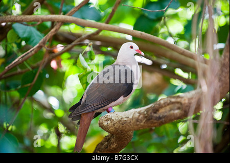 Maurizio Pink Pigeon, Nesoenas mayeri, appollaiate sugli alberi. Foto Stock