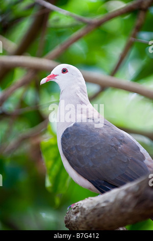 Maurizio Pink Pigeon, Nesoenas mayeri, appollaiate sugli alberi. Foto Stock