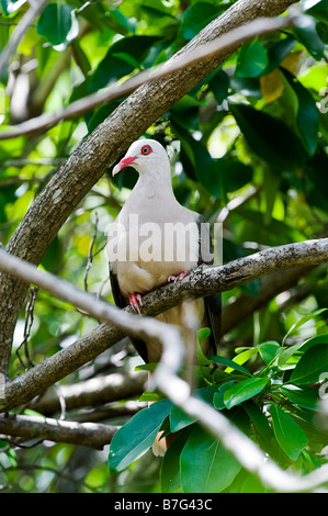 Maurizio Pink Pigeon, Nesoenas mayeri, appollaiate sugli alberi. Foto Stock