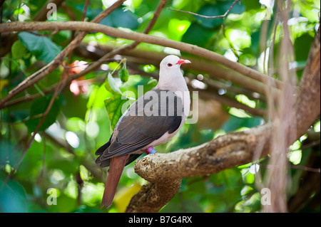 Maurizio Pink Pigeon, Nesoenas mayeri, appollaiate sugli alberi. Foto Stock