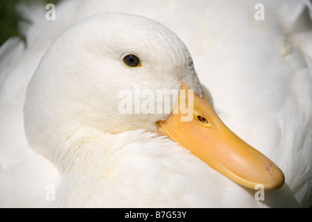 White crested chiamata anatra, Mona Vale Homestead, Fendalton Road, Fendalton, Christchurch, Canterbury, Nuova Zelanda Foto Stock