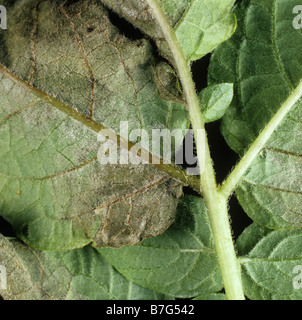 Potato late pblight Phytophthora infestans infezione e micelio sulla foglia sotto Foto Stock