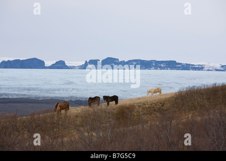 Cavalli con lo sfondo del ghiacciaio Foto Stock