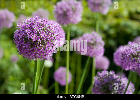 Allium gladiatore Foto Stock