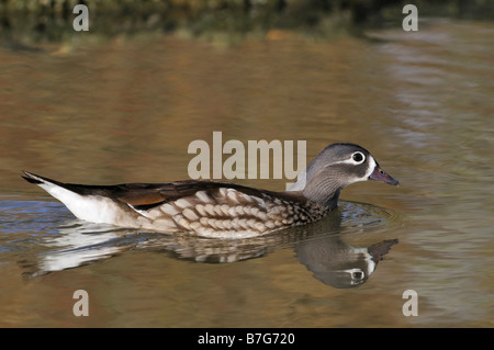 Anatra Mandarina Aix galericulata femmina Foto Stock