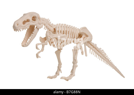 Scheletro di dinosauro modello di taglio su sfondo bianco Foto Stock