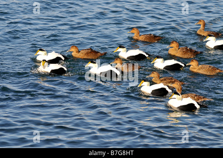 Gregge di comune Eider anatre nuotare nell'oceano Foto Stock