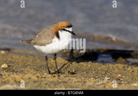 Maschio rosso-capped Plover (Charadrius ruficapillus) sulle rive del lago di pastore. Perth, Western Australia Foto Stock