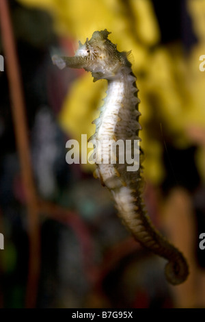 Longsnout seahorse Hippocampus reidi presso il Tennessee Aquarium di Chattanooga Foto Stock