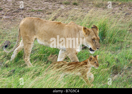 Cub e la leonessa a piedi in erba bassa Foto Stock