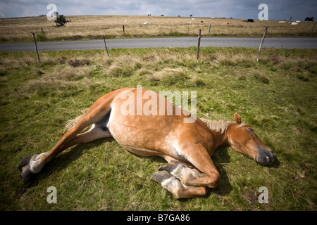 Un vecchio Franche-Comté cavallo (Equus caballus) adagiato su un prato. Vieux cheval Comtois (Equus caballus) couché dans un pré. Foto Stock