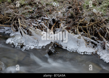 Formazioni di ghiaccio su radici di alberi esposte su una riva erosa Galles inverno 2009, Regno Unito. Foto Stock