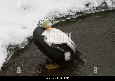 Un maschio spectacled eider è visto a Central Park Zoo di New York Foto Stock