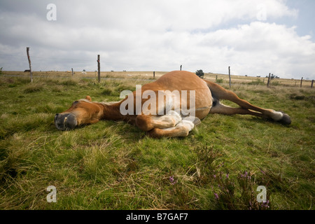 Un vecchio Franche-Comté cavallo (Equus caballus) adagiato su un prato. Vieux cheval Comtois (Equus caballus) couché dans un pré. Foto Stock