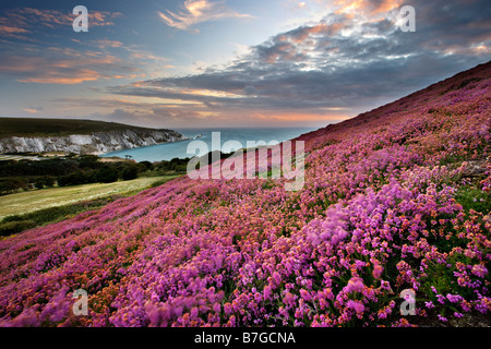 Heather su Headon Warren affacciata agli aghi, Isola di Wight Foto Stock