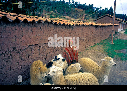 1, uno, Quechua ragazzo indiano, Indiani Quechua, ragazzo con alpaca, boy, alpaca, Cuzco, Provincia di Cuzco, Perù, Sud America Foto Stock