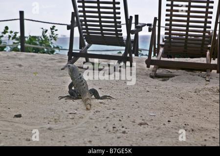 Un iguana gare ad alcune sedie di legno sulla sabbia calda nel dicembre su un isola nel Golfo del Messico. Foto Stock