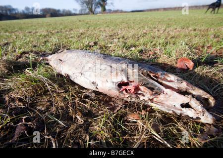 Morto un salmone atlantico lavato fino sulle rive del fiume Ribble vicino a Clitheroe Lancashire Regno Unito dopo che essa aveva generato Foto Stock