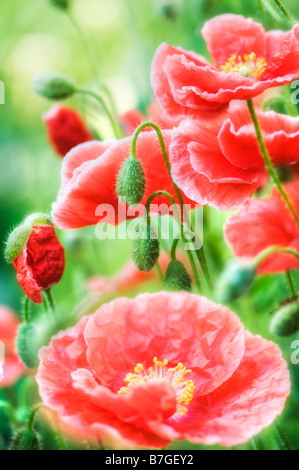 Papavero rosso patch, aprire completamente i fiori e boccioli, sfondo verde Foto Stock