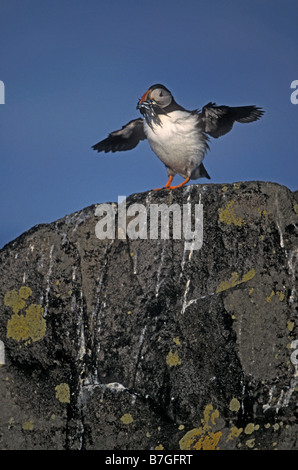 Atlantic Puffin (Fratercula arctica) UK tenendo fuori dalla scogliera - con il cicerello Foto Stock