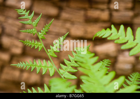 Nuovo Frond. Un fresco verde primavera frond un bosco fern contro un decadimento incrinato log vecchi Foto Stock