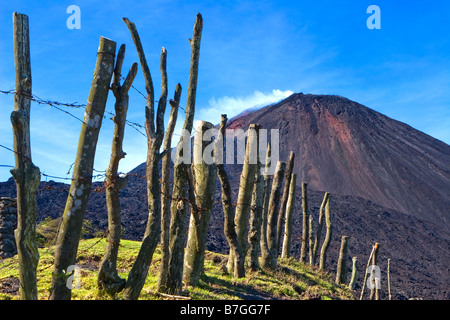 Una recinzione di ceppi di alberi e filo spinato sul sentiero per il Volcan de Pacaya il cono del vulcano attivo in Guatemala Foto Stock